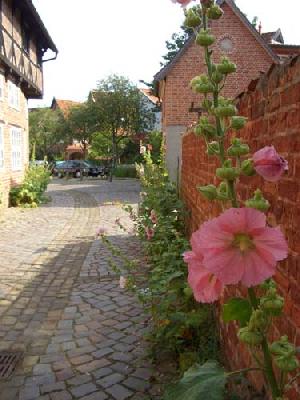  Bildname: blume.jpg 
 Breite: 375 Pixel 
 Hhe: 500 Pixel 
 Grsse: 54 kB 